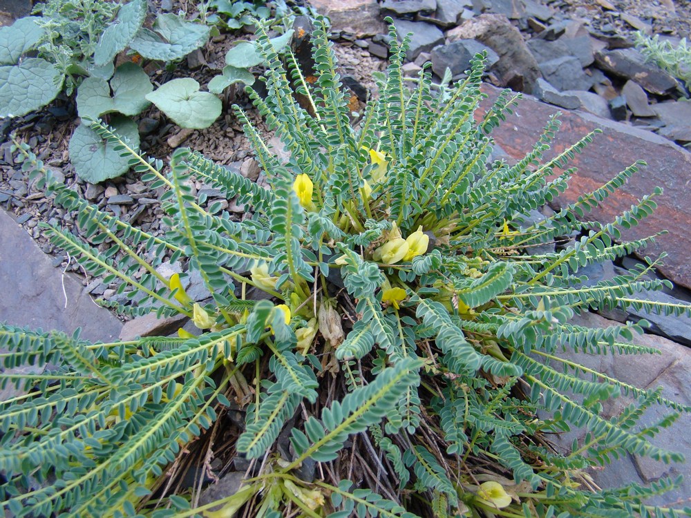Изображение особи Astragalus subinduratus.
