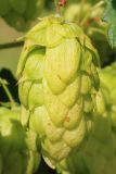 Humulus lupulus. Соплодие. Ростовская обл., Неклиновский р-н, Троицкое с/п, дол. р. Миус. 14.09.2013.