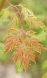 Koelreuteria paniculata. Верхняя часть молодого листа. Черноморское побережье Кавказа, г. Новороссийск, близ Суджукской лагуны, Дендропарк. 13 мая 2013 г.