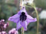 Delphinium iliense