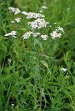 Achillea cartilaginea. Верхушка цветущего растения. Республика Коми, берег р. Печора в окр. села Усть-Илыч. 15.08.2014.