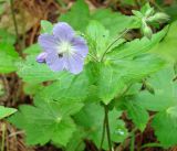 Geranium platyanthum