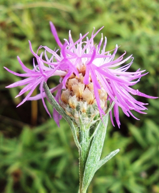 Изображение особи Centaurea jacea.