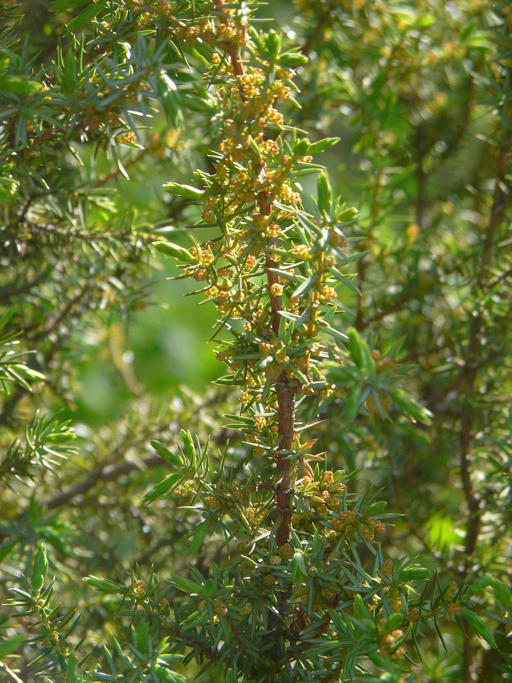 Изображение особи Juniperus communis.