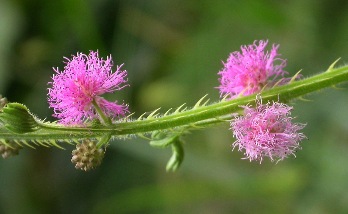 Изображение особи Mimosa pudica.