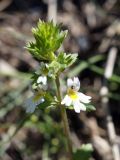 род Euphrasia