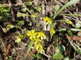 Gagea lutea