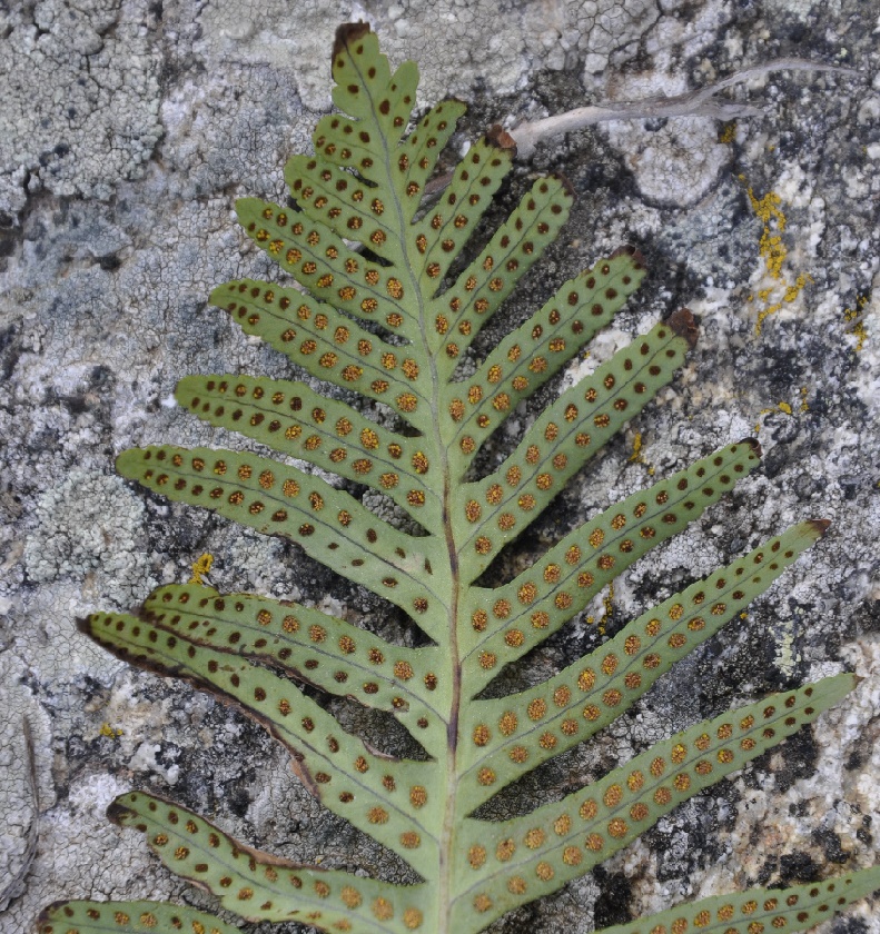 Изображение особи род Polypodium.