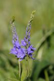 Veronica teucrium