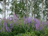 Vicia tenuifolia