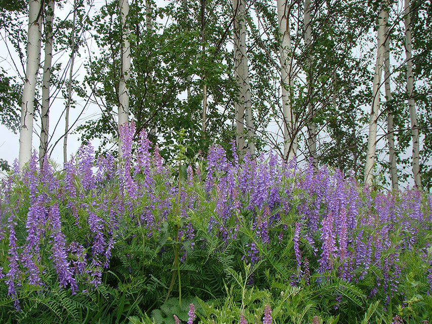 Изображение особи Vicia tenuifolia.