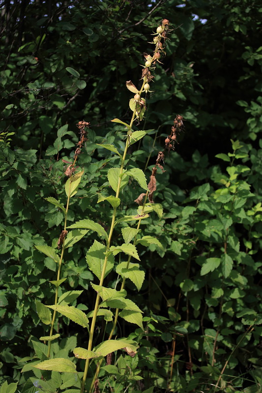 Image of Campanula latifolia specimen.