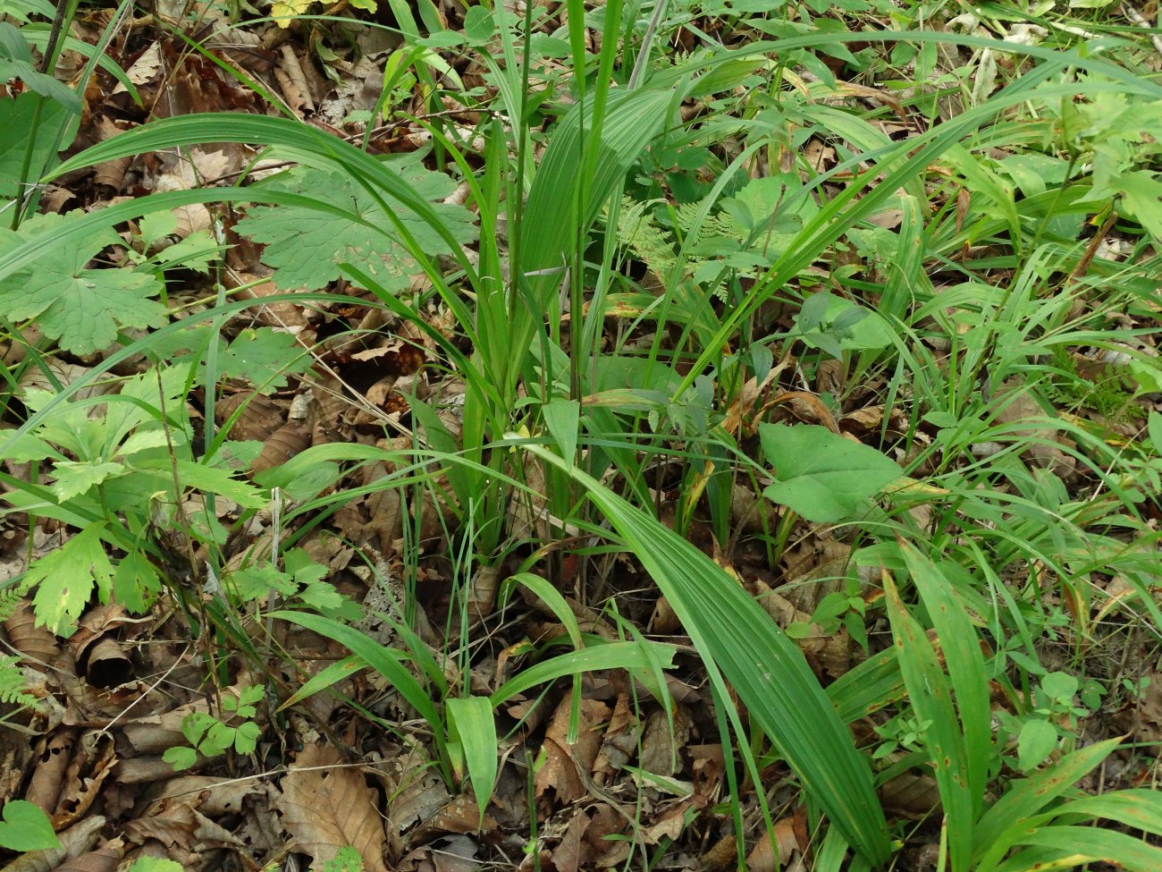 Изображение особи Veratrum maackii.