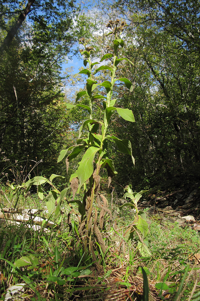 Изображение особи Inula thapsoides.