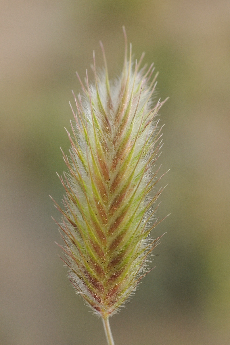 Изображение особи Eremopyrum distans.