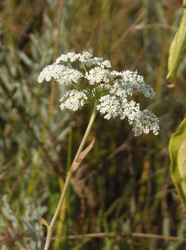 Изображение особи Pimpinella saxifraga.