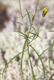 Hieracium filifolium. Средняя часть стебля. Ленинградская обл., Лужский р-н, окр. оз. Лебевое, беломошный сосновый бор. 28.08.2016.