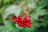 Viburnum opulus. Ветвь с соплодием. Ярославская обл., Рыбинский р-н, с. Каменники, песчано-каменистый берег Рыбинского водохранилища. 18.08.2016.