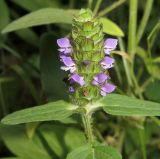 Prunella japonica. Верхушка побега с соцветием. Приморский край, Шкотовский р-н, окр. с. Анисимовка, у лесного ручья. 10.07.2016.