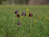 Fritillaria meleagroides