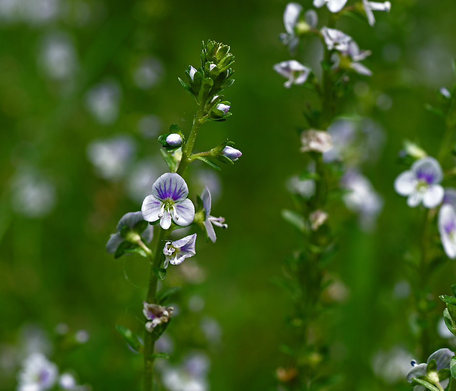 Изображение особи Veronica serpyllifolia.