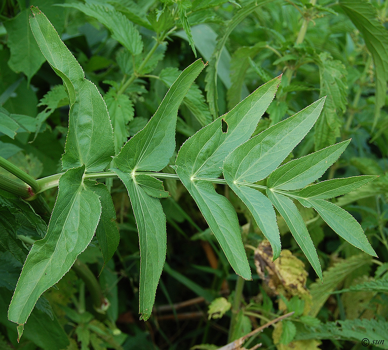 Изображение особи Sium latifolium.