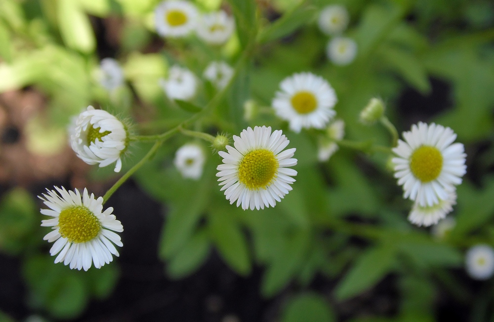 Изображение особи Erigeron annuus.