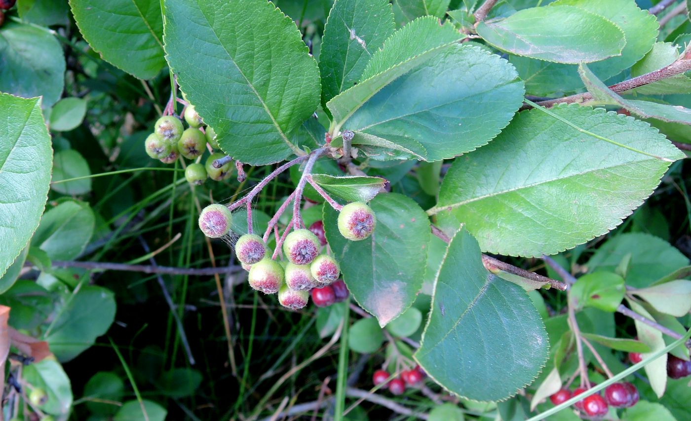 Изображение особи &times; Sorbaronia mitschurinii.