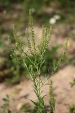 Lepidium densiflorum