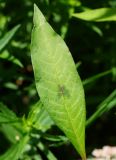 Persicaria lapathifolia