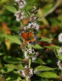 Mentha arvensis