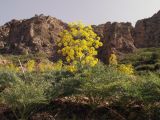 Ferula penninervis