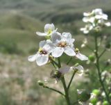 Crambe gibberosa