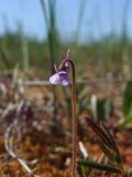 Pinguicula villosa. Верхушка цветущего растения. Магаданская обл., окр. г. Магадан, п-ов Старицкого, сфагновое болото. 06.07.2018.