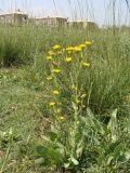 Inula aucheriana