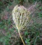 Daucus carota