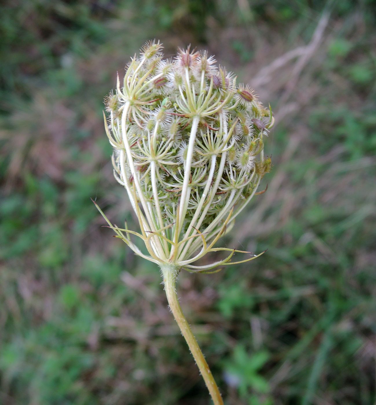 Изображение особи Daucus carota.