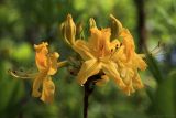 Rhododendron luteum. Соцветие. Краснодарский край, Туапсинский р-н, Шаумянский перевал, широколиственный лес. 29.04.2013.