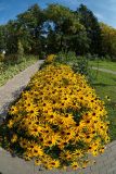 Rudbeckia fulgida разновидность sullivantii. Цветущие растения ('Goldsturm'). Кировская обл., г. Киров, Ботанический сад Вятского государственного университета, в культуре. 22.09.2018.