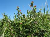 Berberis sibirica