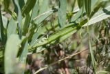 Lathyrus sylvestris