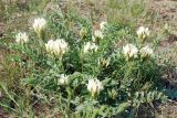 Astragalus physocarpus