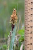 Carex nigra