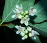 Symphoricarpos albus