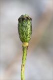 Papaver dahlianum. Верхушка побега с плодом. Мурманская обл., Ловозёрские Тундры, обочина тропы, ведущей к 2-му цирку Раслака, каменистый склон. 07.08.2022.