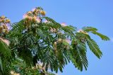 Albizia julibrissin. Верхушка ветви с соцветиями. Армения, г. Ереван, р-н Эребуни, в культуре. 20.06.2023.