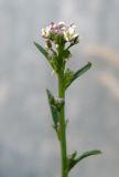 Lepidium graminifolium. Соцветие с цветками и завязавшимся плодом. Крым, Ялта, обочина дороги. 16 июля 2011 г.