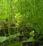 Corallorhiza trifida. Цветущие растения. Коми, г. Печора, заболоченный лес. 11.06.2011.