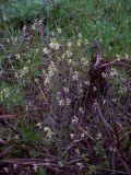 Arabidopsis thaliana. Цветущие растения на кочке. Курская обл., Железногорский р-н, с. Гнань. 23 апреля 2008 г.