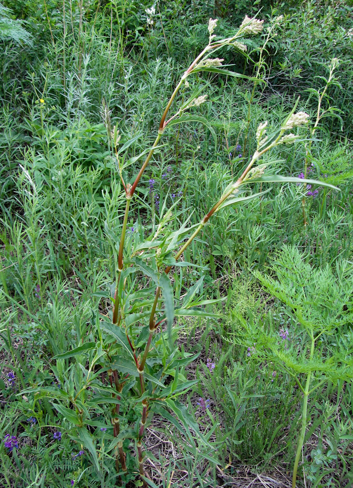 Изображение особи Aconogonon alpinum.